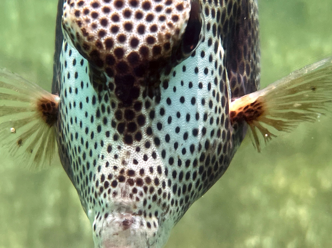 Scuba Life Cozumel-San Miguel de Cozumel必去景点