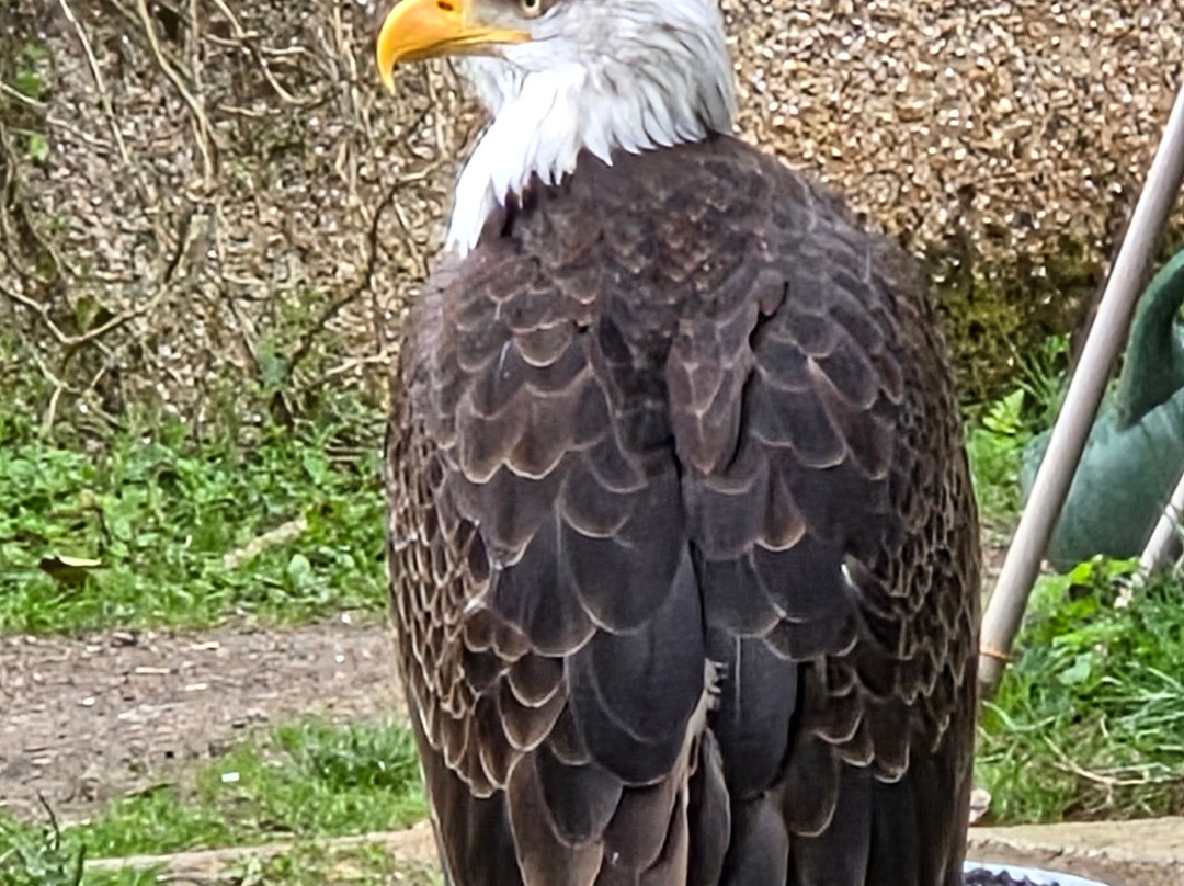 World of Wings Birds of Prey Centre-坎伯诺尔德必去景点