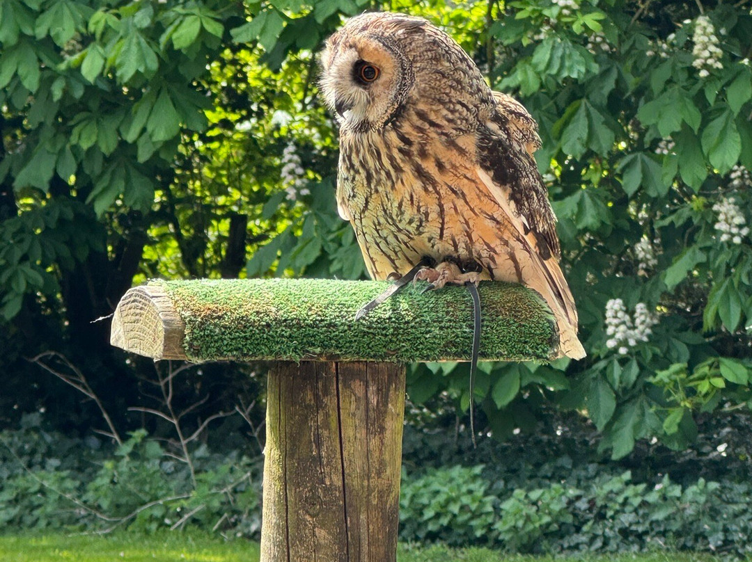 Hawksflight Falconry-特伦特河畔柏顿必去景点