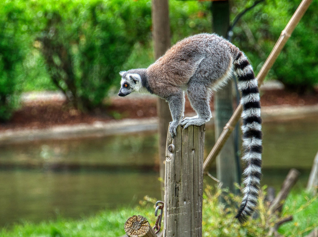 Wildlife Safari-Winston必去景点