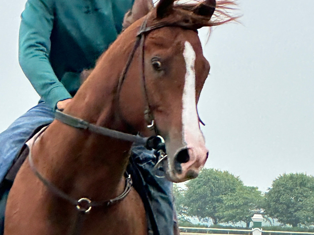 Keeneland-列克星敦必去景点