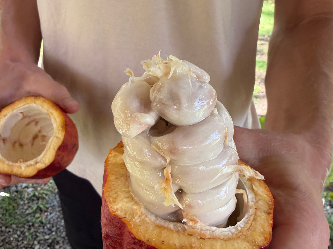 Bohol Chocolate Farm-Sagbayan必去景点