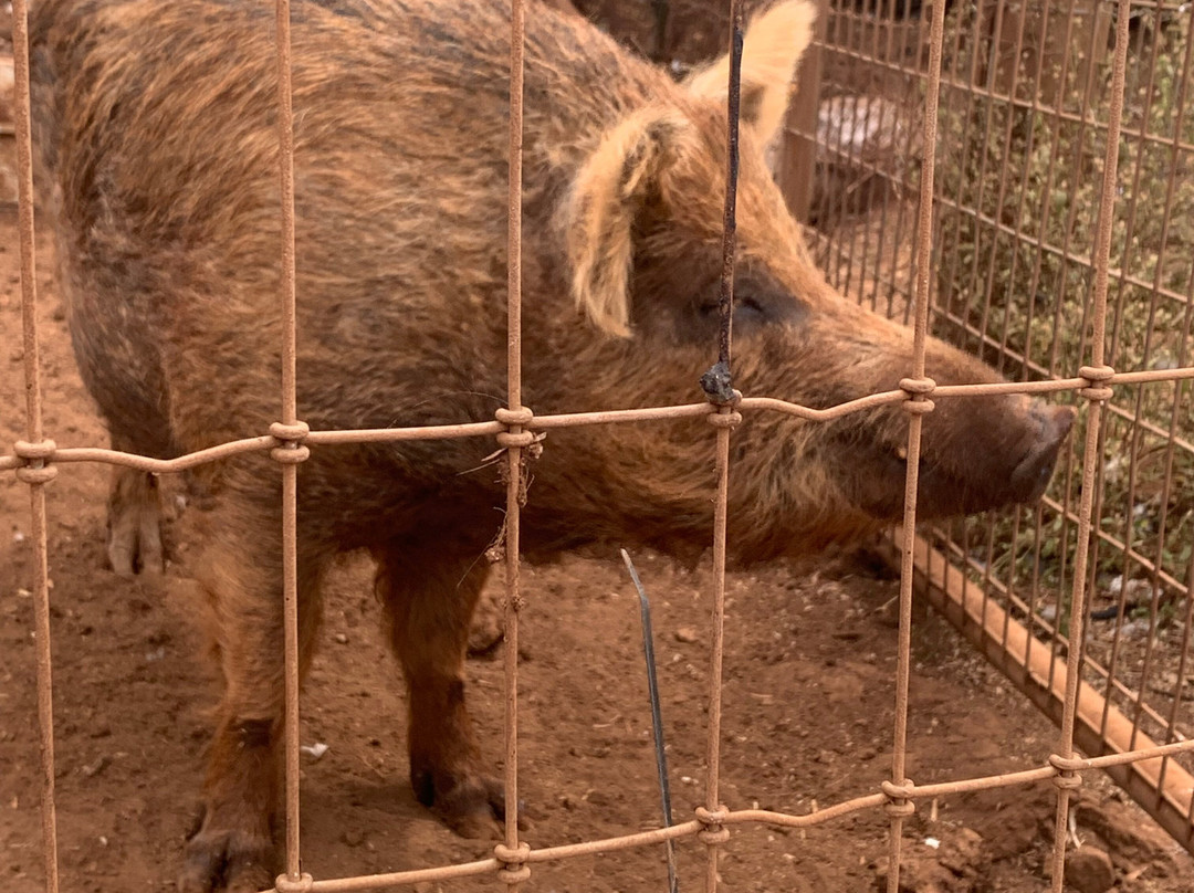 Maui Animal Farm-拉海纳必去景点