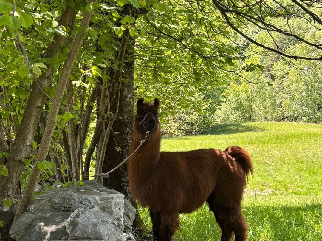 LamaTrekking Ticino-Intragna必去景点