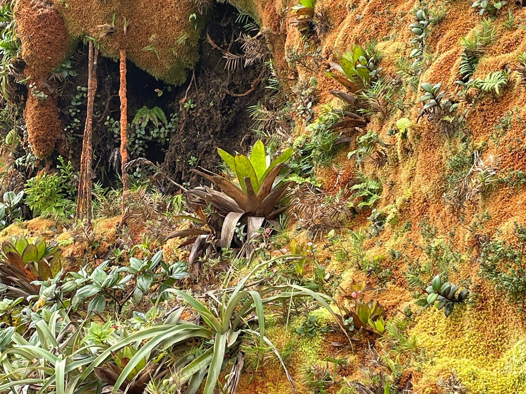 La Soufrière-Saint-Claude必去景点