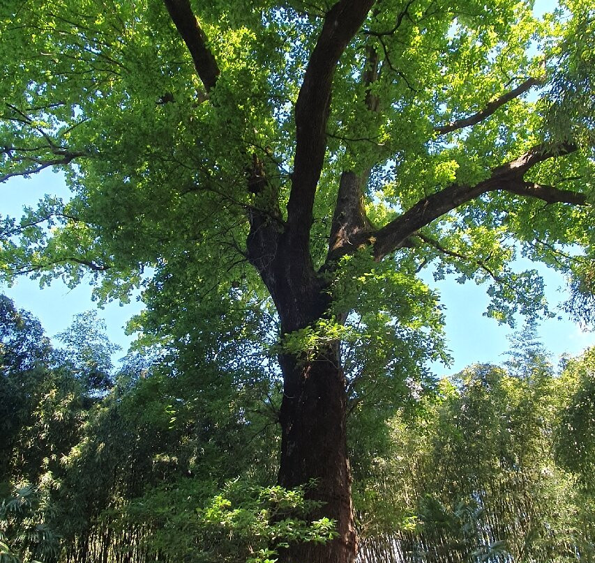 La Bambouseraie en Cévennes-Generargues必去景点