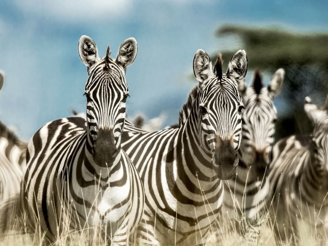 Tanganyika Wildlife Park-Goddard必去景点