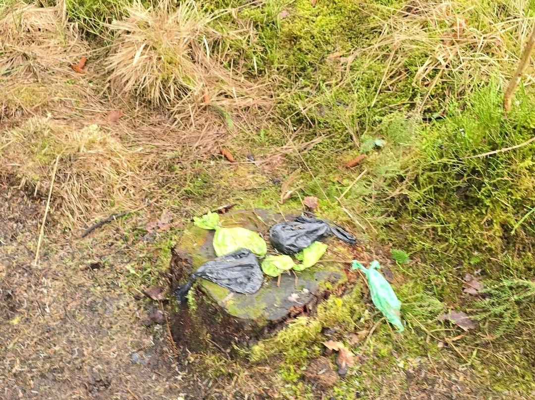 Hafren Forest-Llanidloes必去景点