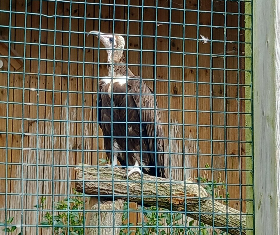 Suffolk Owl Sanctuary-Stonham Aspal必去景点