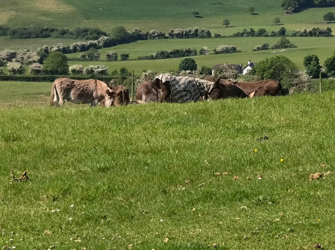 The Donkey Sanctuary-Mallow必去景点