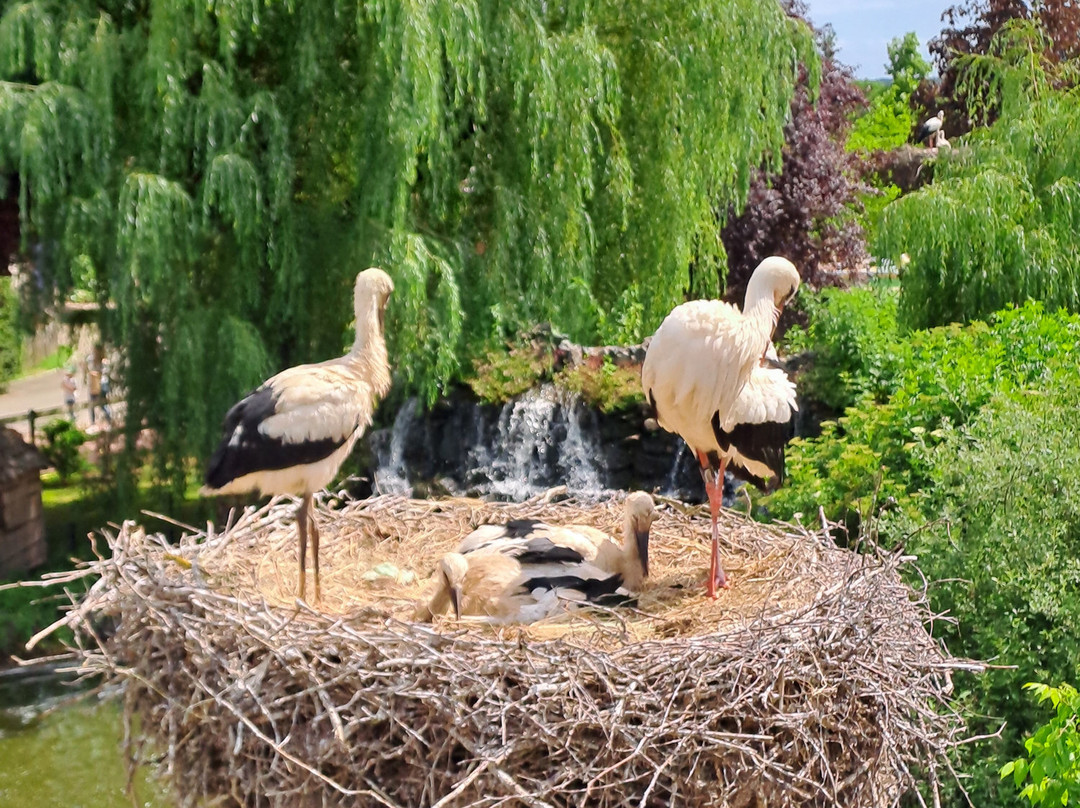 Cigoland - Parc des Cigognes et Attractions-Kintzheim必去景点
