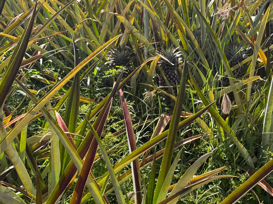 Sugarloaf Pineapple Farm-基拉韦厄必去景点