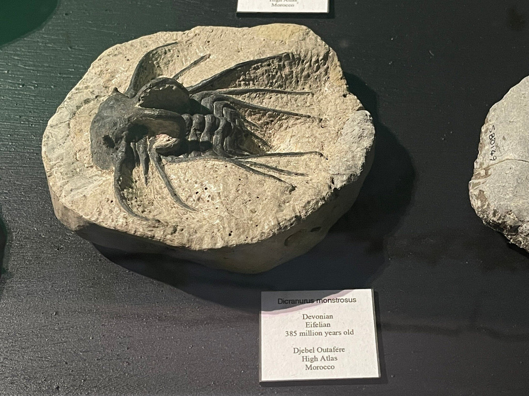 Dinosaurland Fossil Museum-莱姆里杰斯必去景点