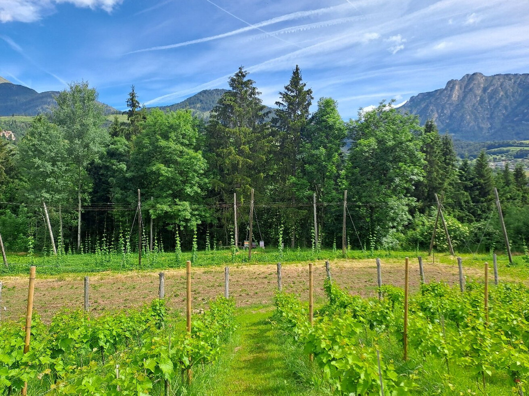 Birrificio Agricolo Artigianale Birra Di Fiemme