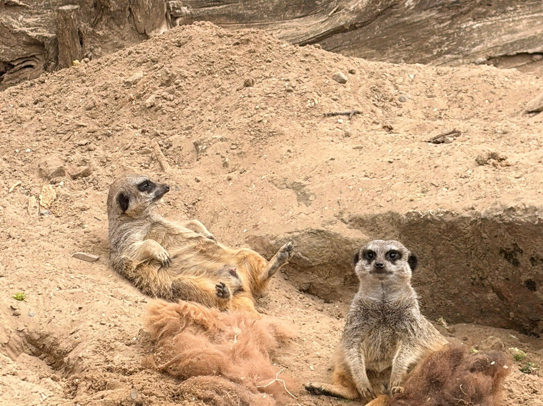 Manor Wildlife Park-St. Florence必去景点