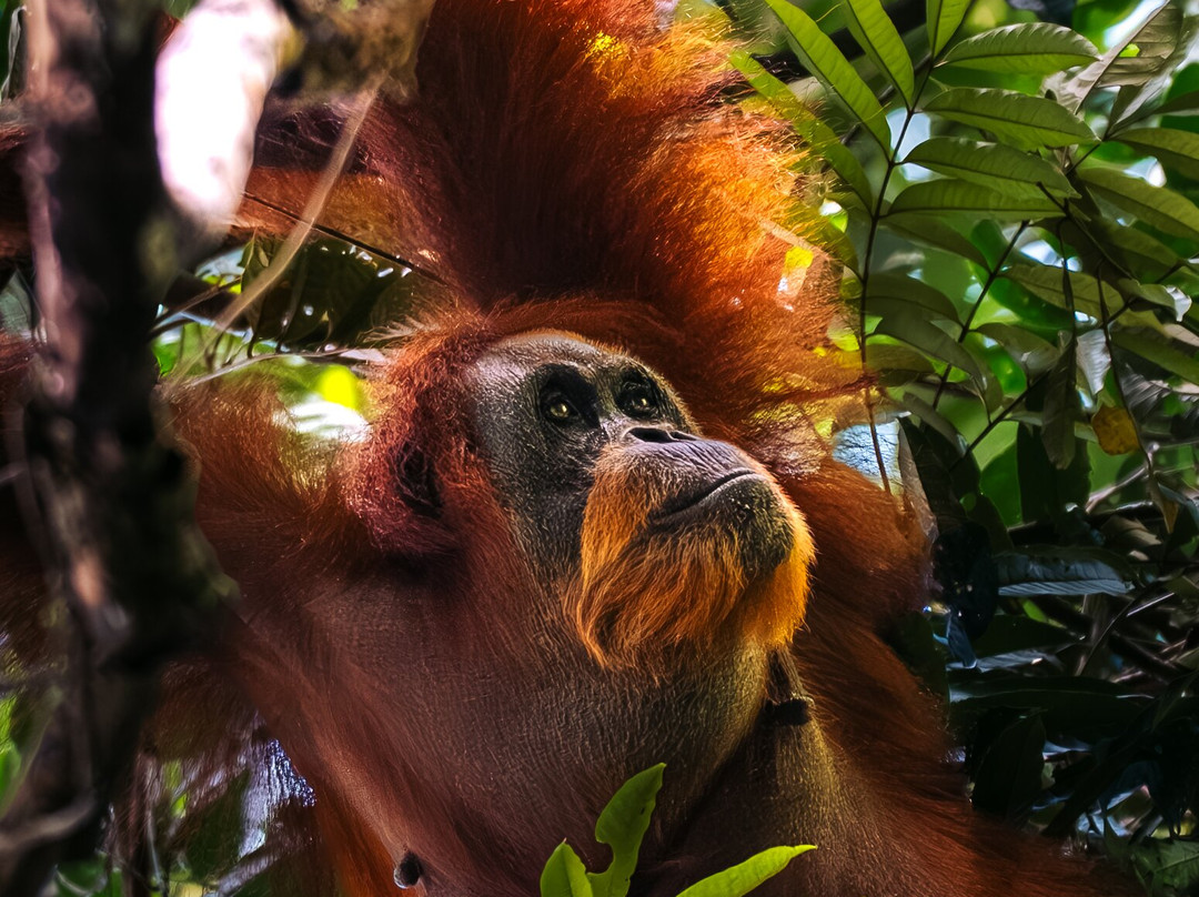 Rudy Ketambe Sumatra Jungle Trekking-Ketambe必去景点