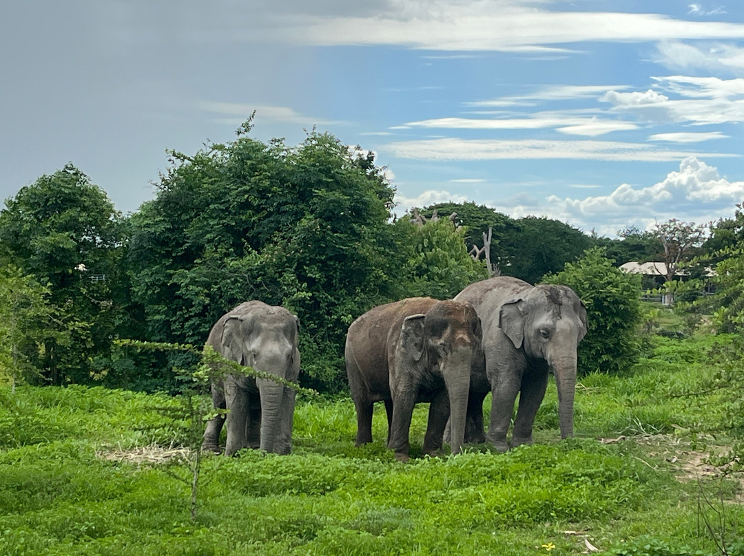 I love phants Lodge主图