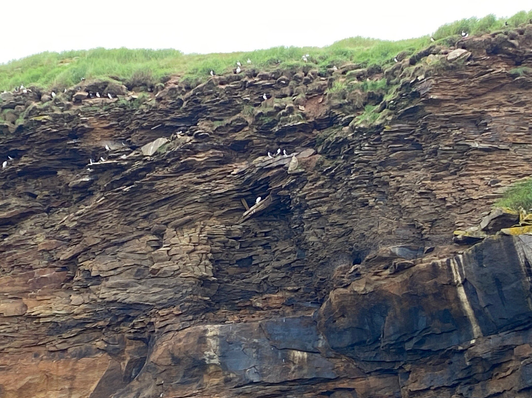 Bird Island Boat Tour-Big Bras d'Or必去景点