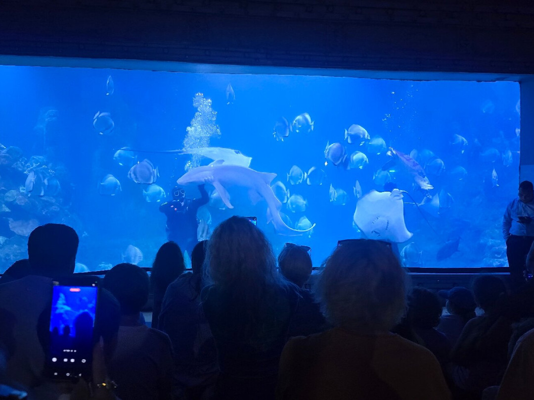Hurghada Grand Aquarium-赫尔格达必去景点