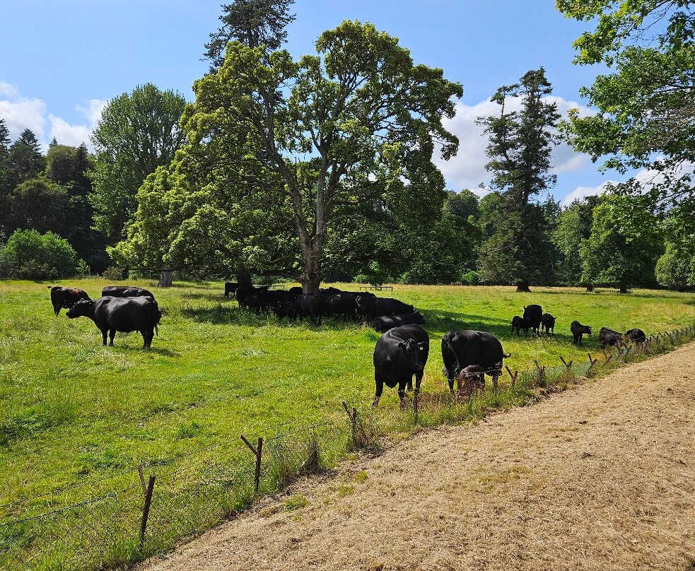Ballindalloch Castle and Gardens-Ballindalloch必去景点