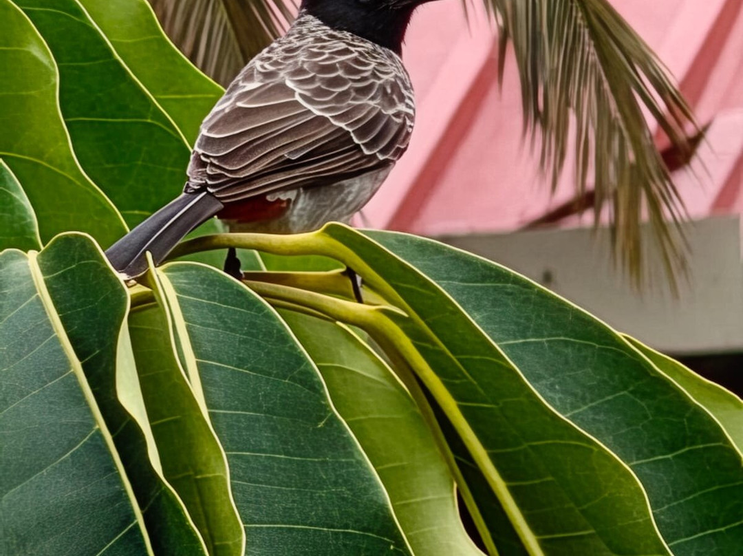 Club Mahindra Varca Beach主图