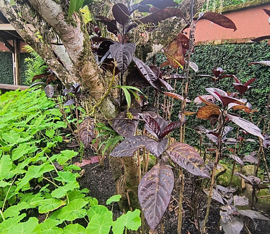 Hemero - Jardins Como Arte-Joinville必去景点
