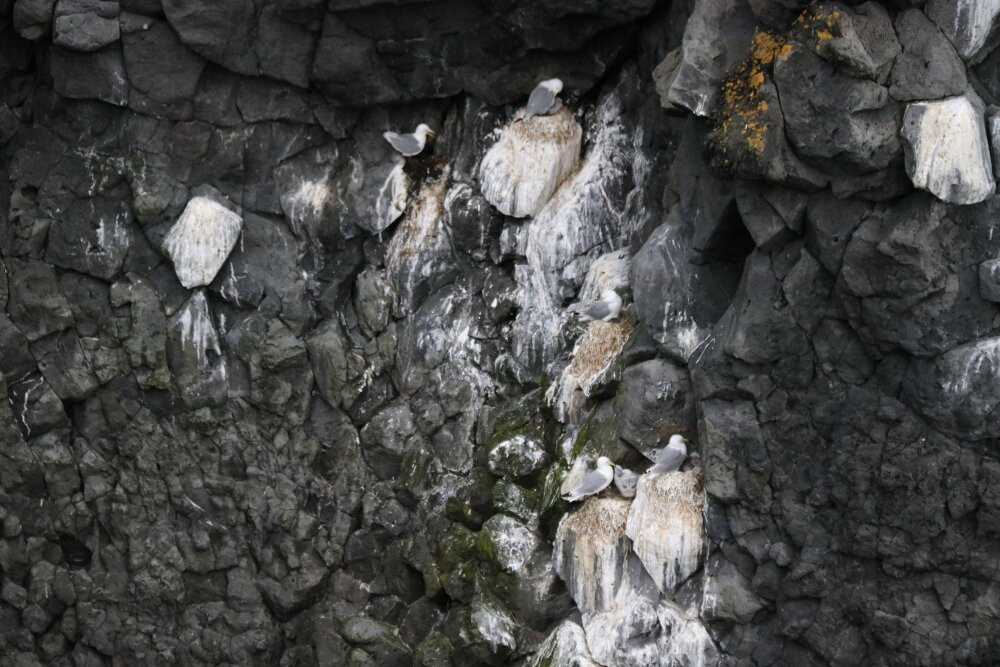 Arnarstapi Cliff-Arnarstapi必去景点