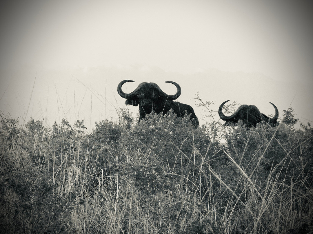 Hluhluwe - iMfolozi Park Wilderness Area-Hluhluwe Game Reserve必去景点
