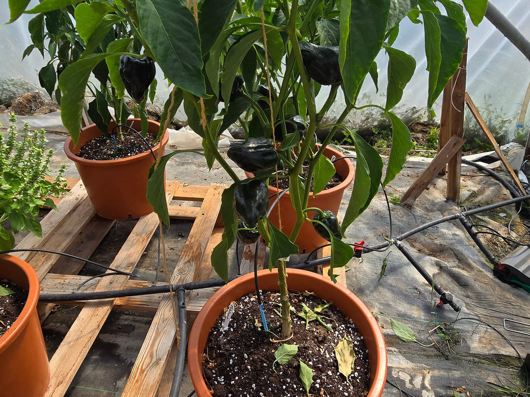 Edible Ornamentals-Chawston必去景点