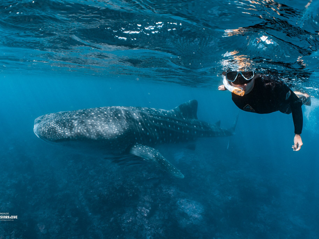 Ningaloo Whaleshark-N-Dive-埃克斯茅斯必去景点