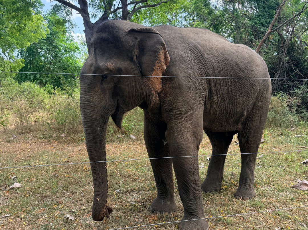 Sri Lanka Road Trip Partner-Minuwangoda必去景点