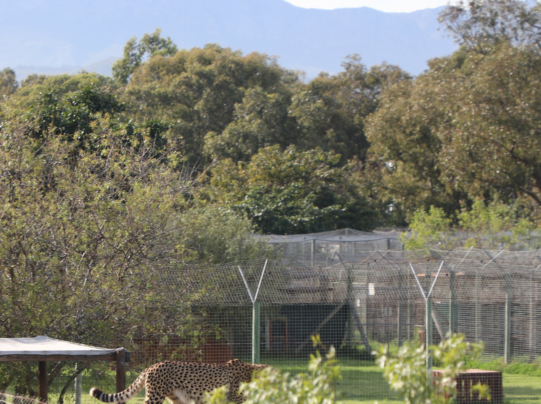 Cheetah Outreach - Somerset West-西索美塞必去景点