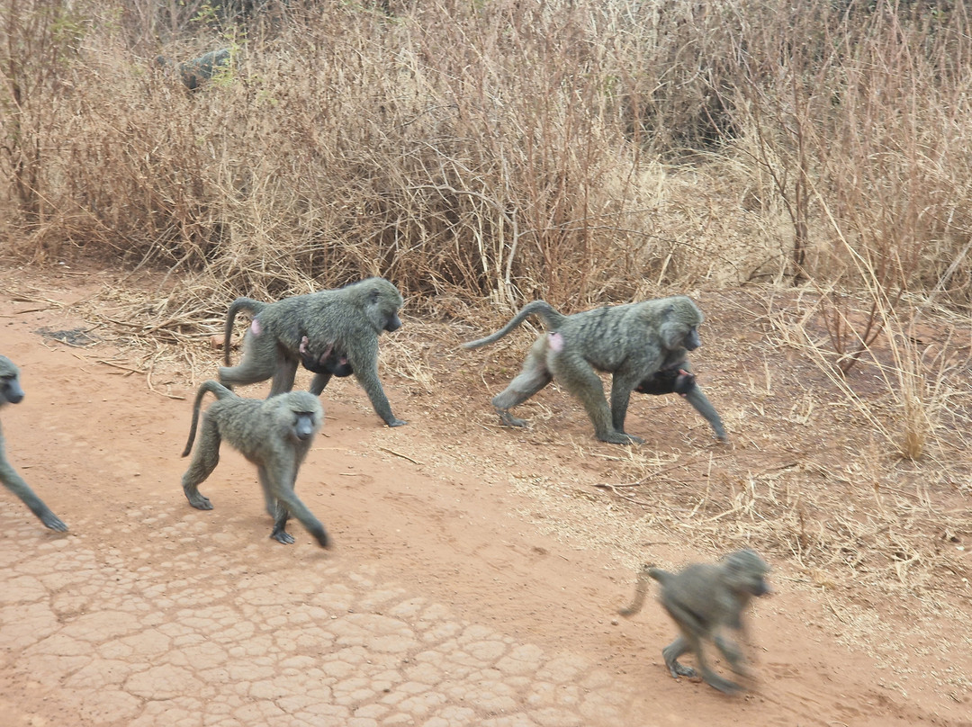 Akagera National Park-Eastern Province必去景点