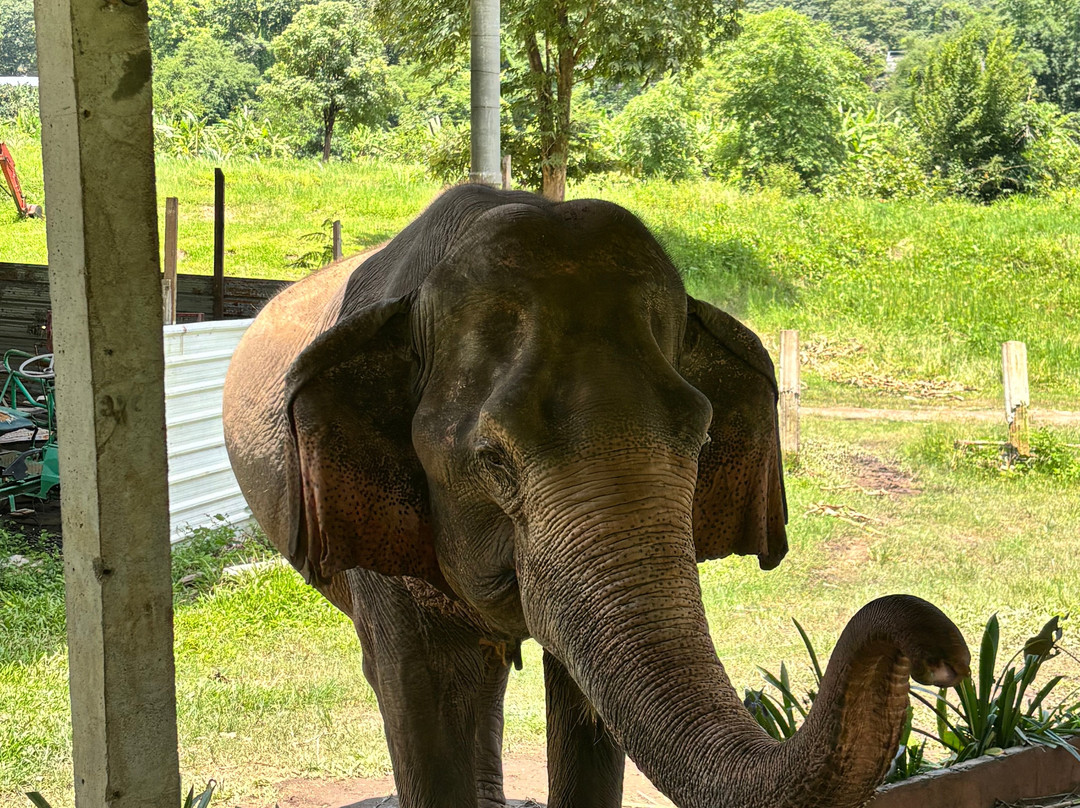 Doi Lom Elephant Rescue Sanctuary-夜登必去景点
