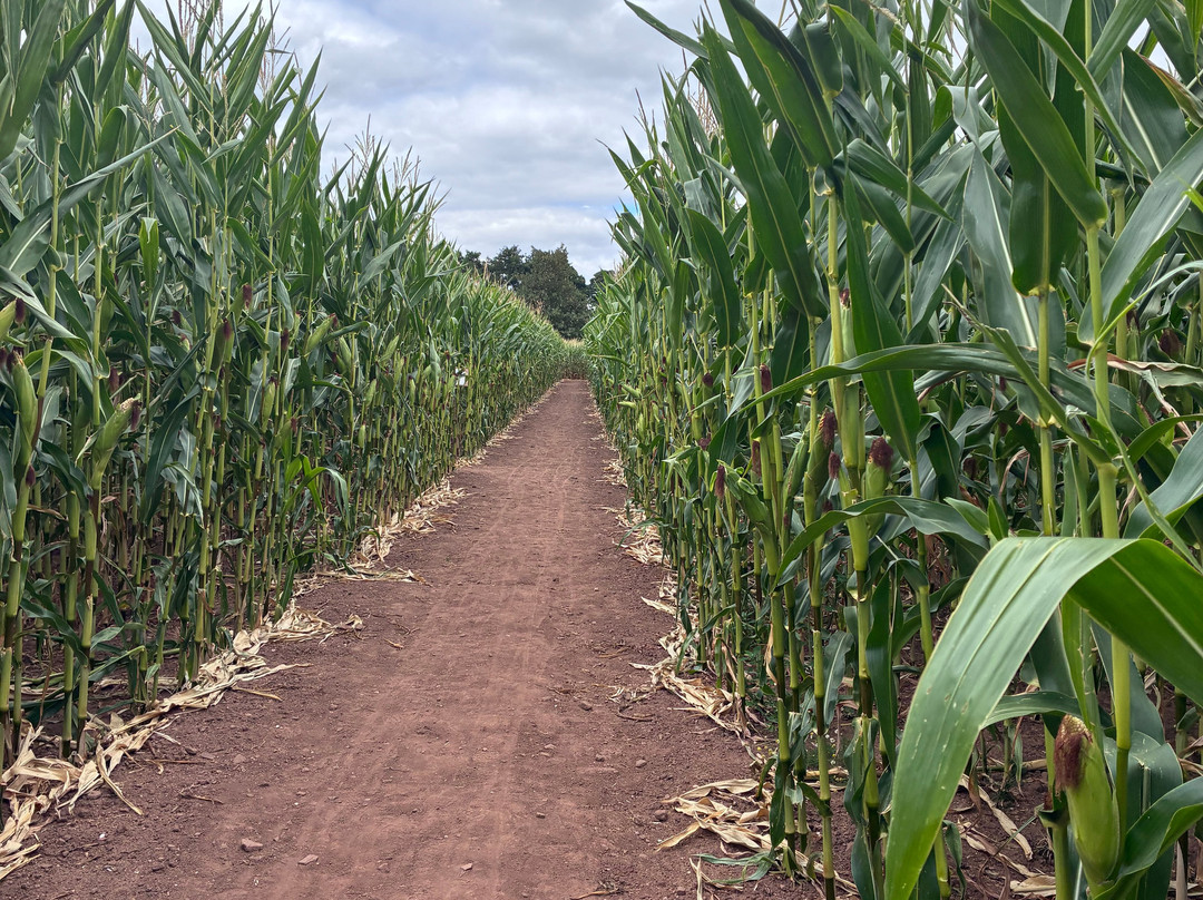 Elton Farm Maize Mazes-Newnham-on-Severn必去景点