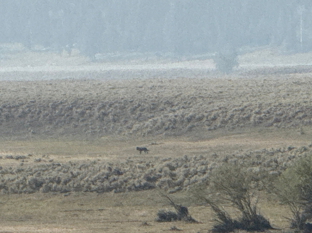 Yellowstone Wolf Tracker-加德纳必去景点