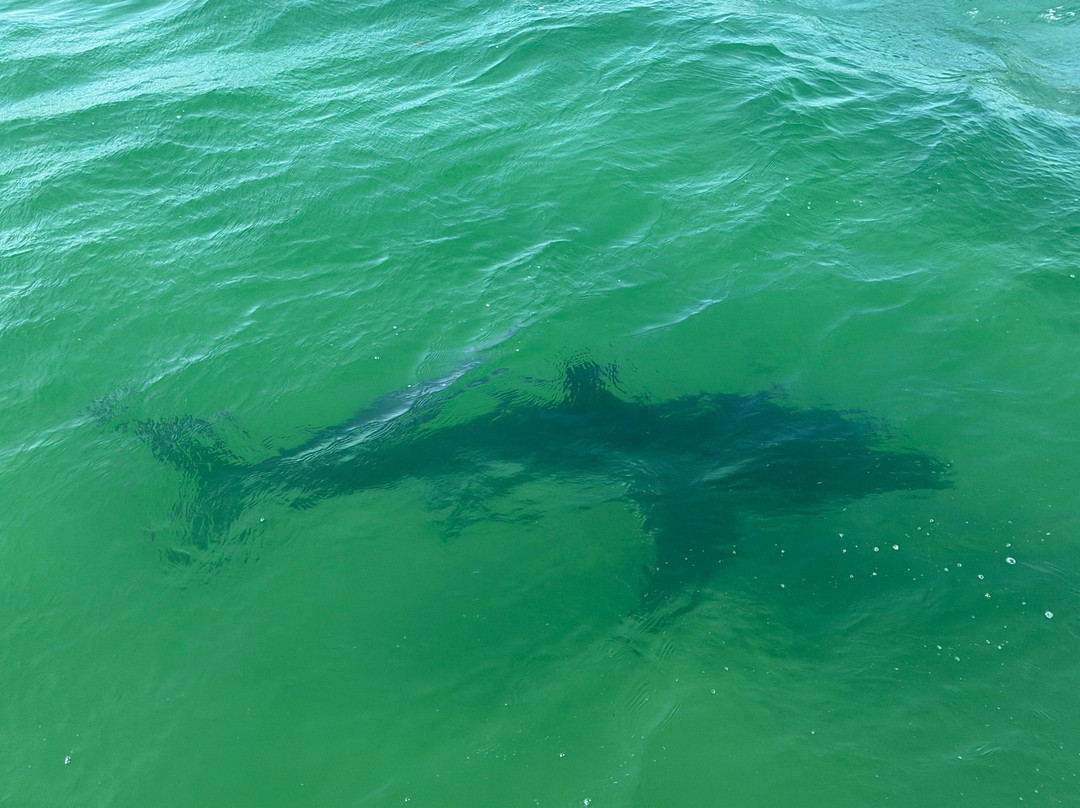 Atlantic White Shark Conservancy Ecotours-查塔姆必去景点