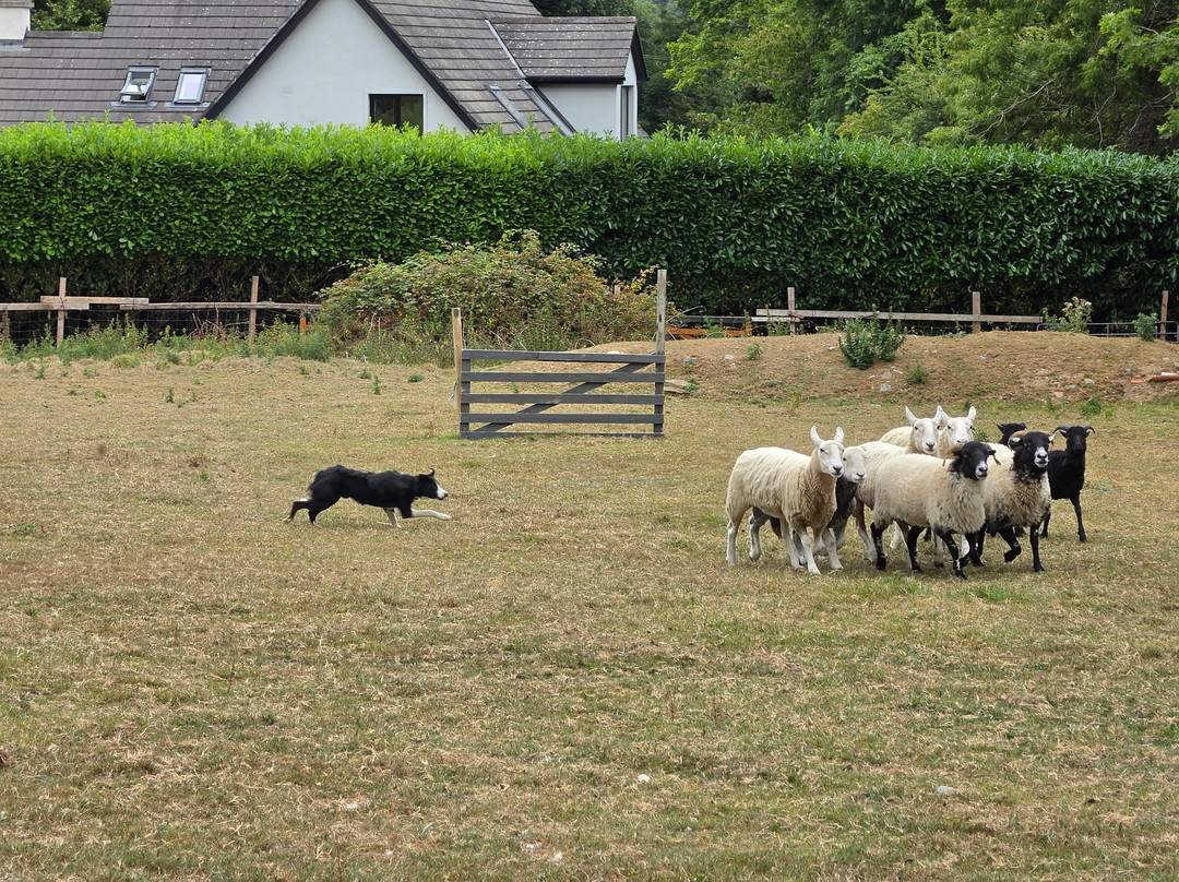 Sheep Smarts-Rathdrum必去景点