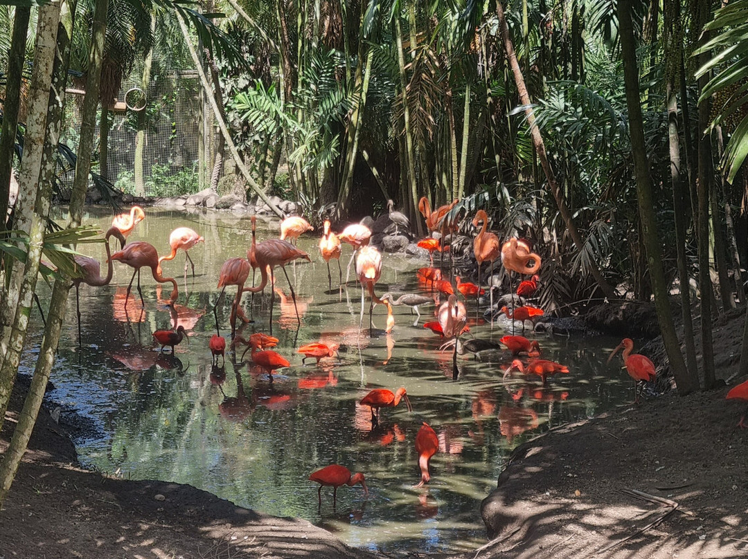 Zoo de Martinique-Le Carbet必去景点