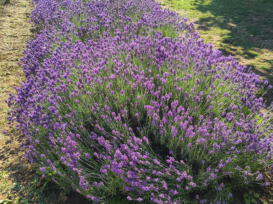 Parco Della Lavanda-Campotenese必去景点