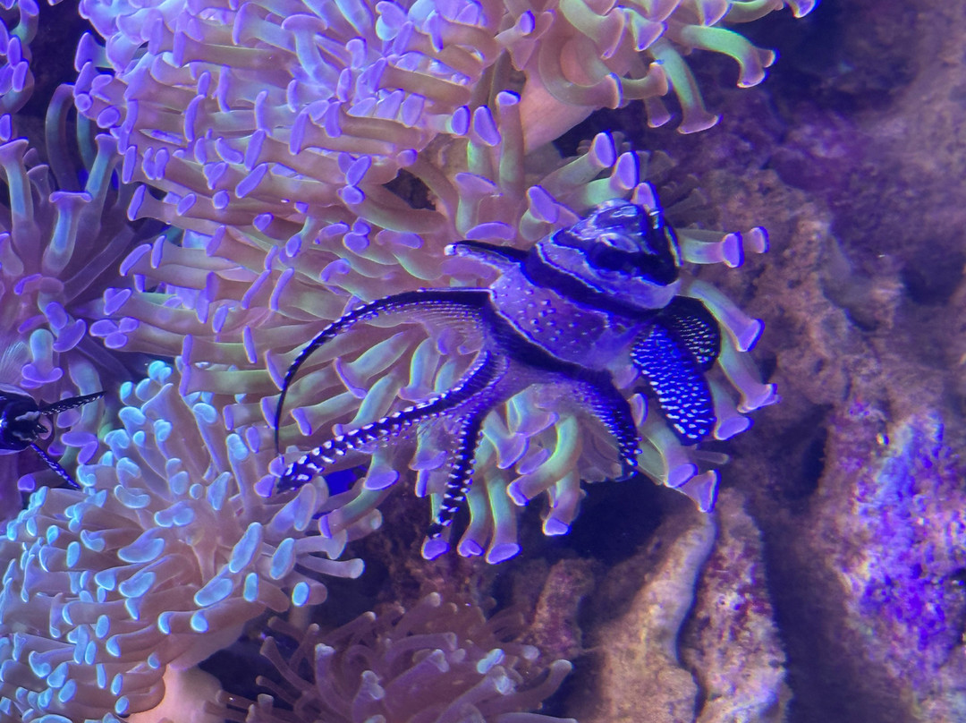 丹麦国家水族馆-哥本哈根必去景点