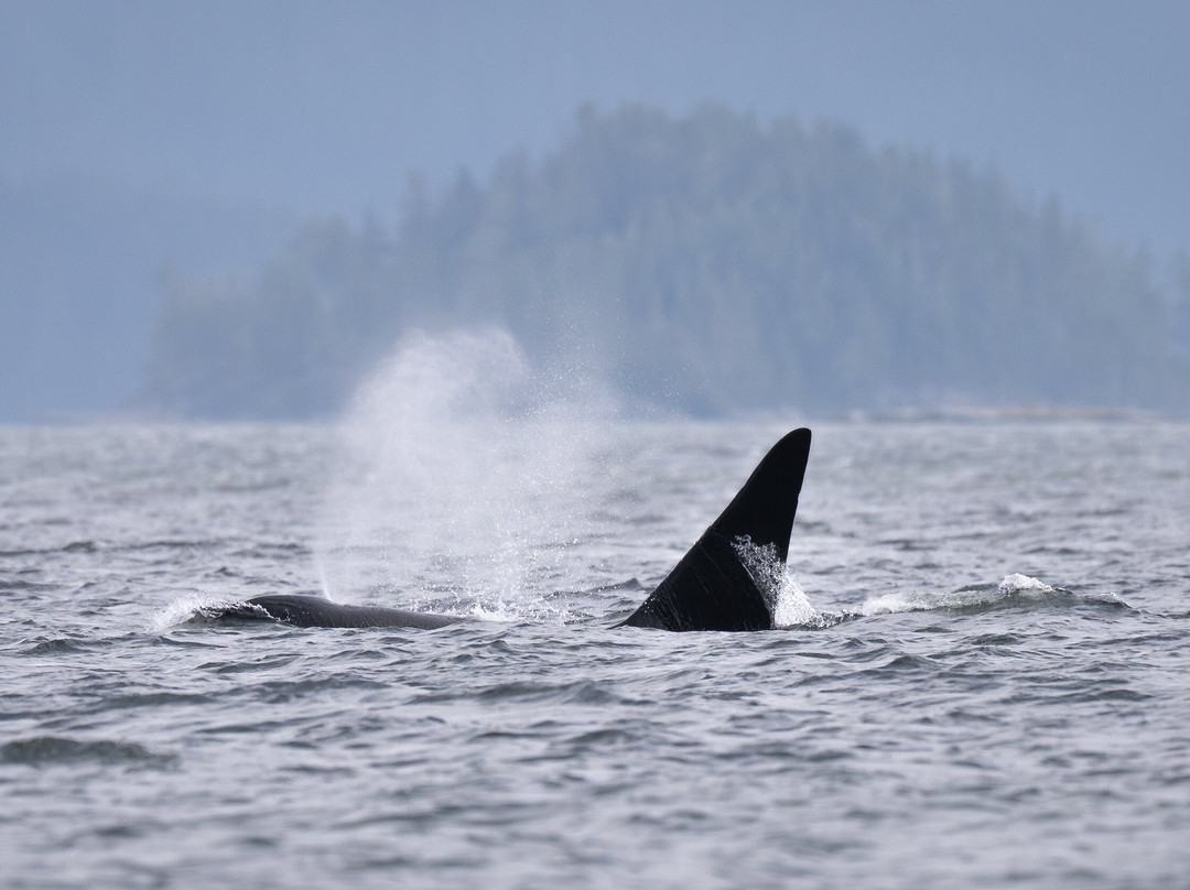 Vancouver Island Photo Tours-Port McNeill必去景点