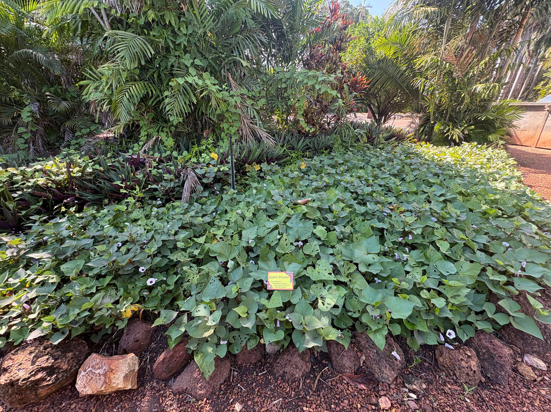 George Brown Darwin Botanic Gardens-达尔文市必去景点