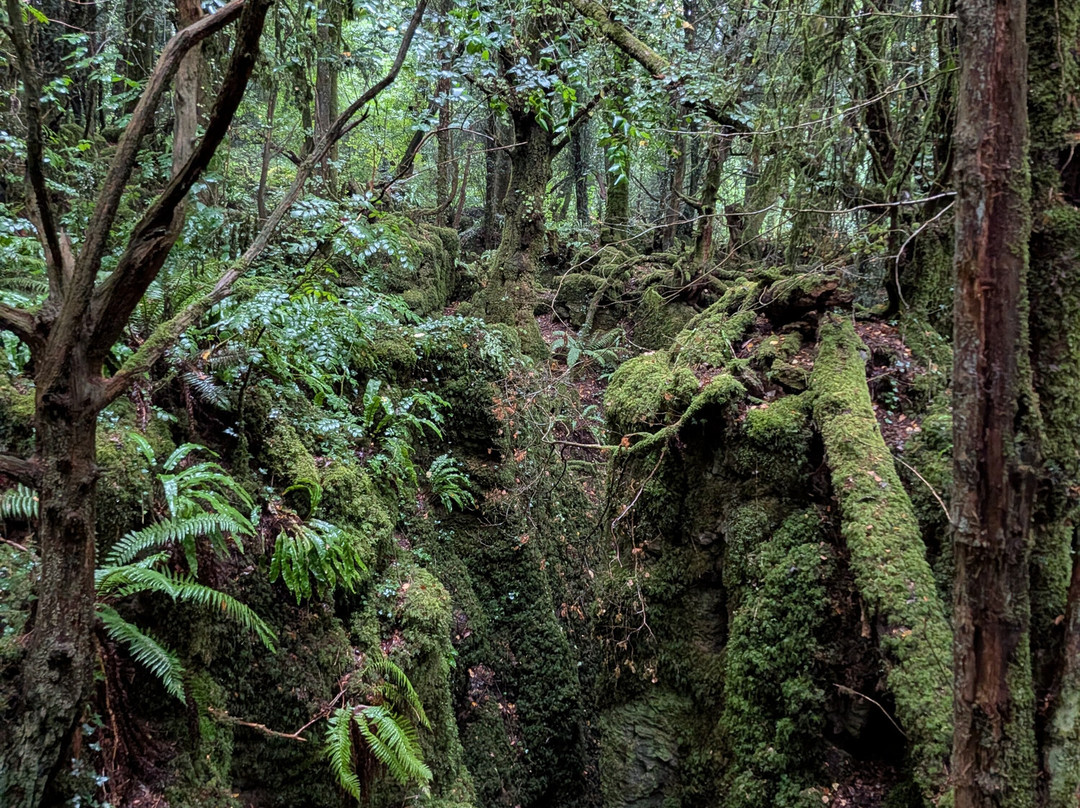 Puzzlewood-Coleford必去景点