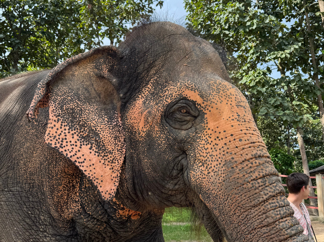 Maerim Elephant Sanctuary-夜林必去景点