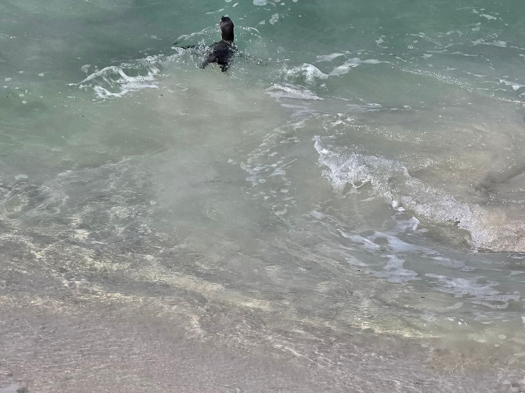 Boulders Beach Penguin Colony-西门镇必去景点