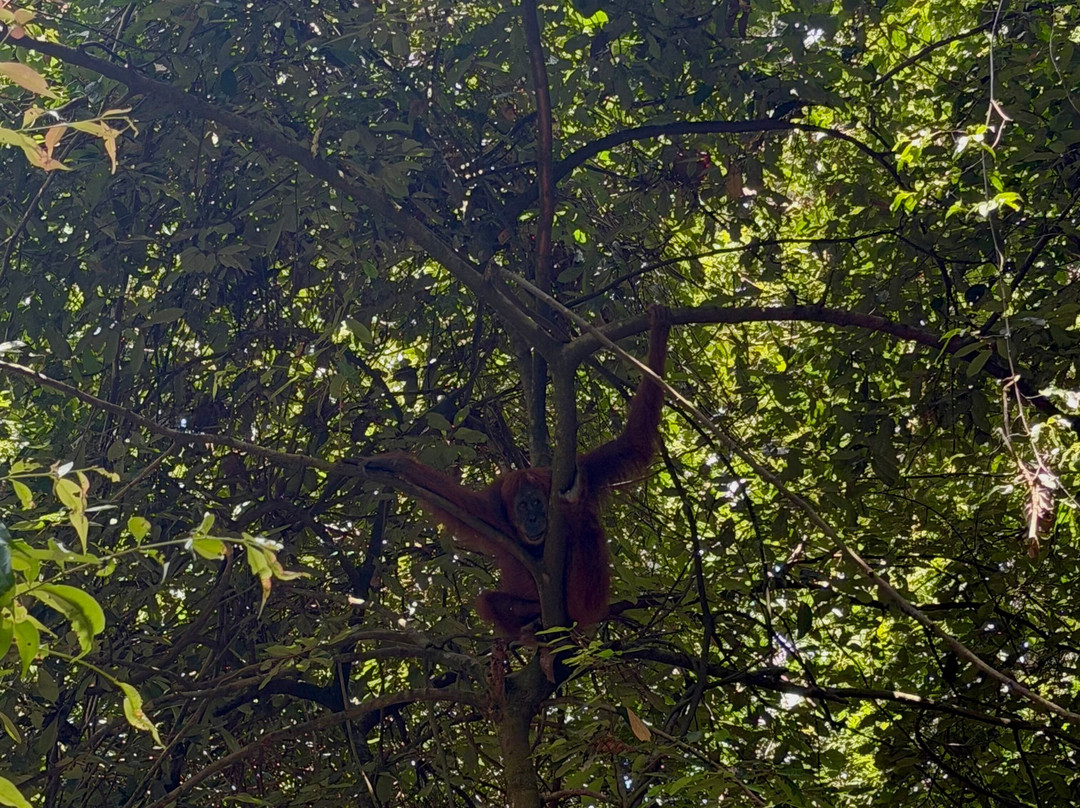 Bukit Lawang Adventure-武吉拉旺必去景点