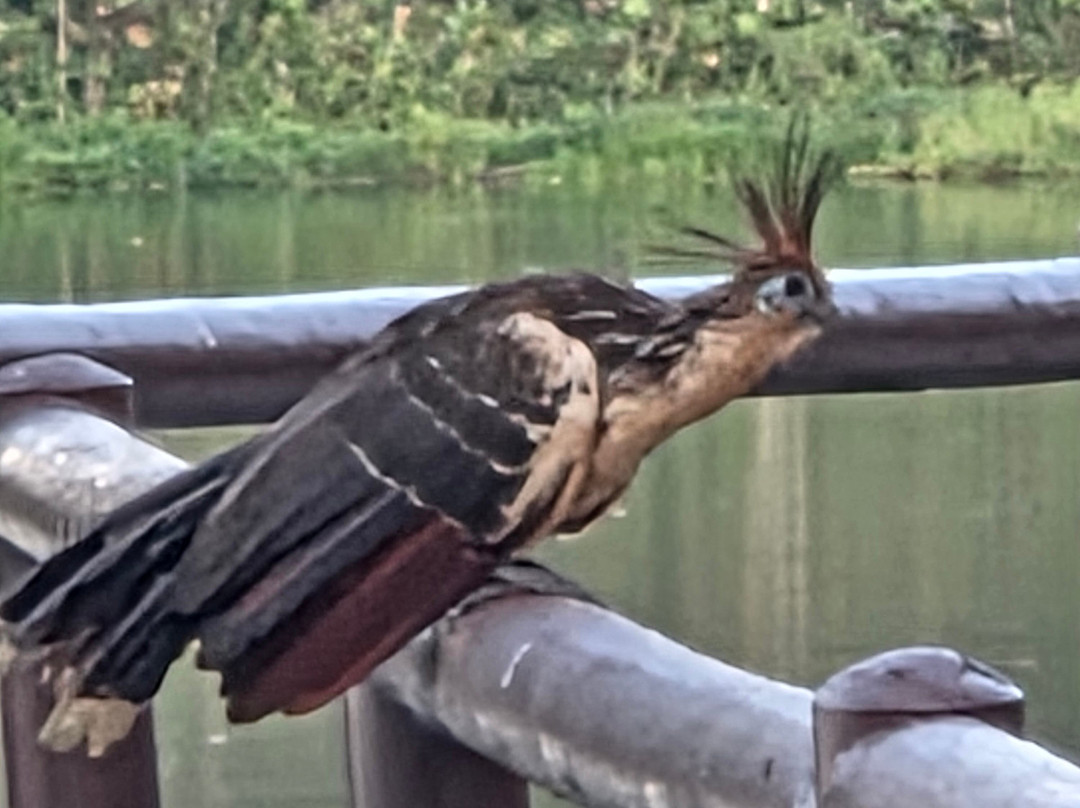 Napo Wildlife Center Ecolodge主图