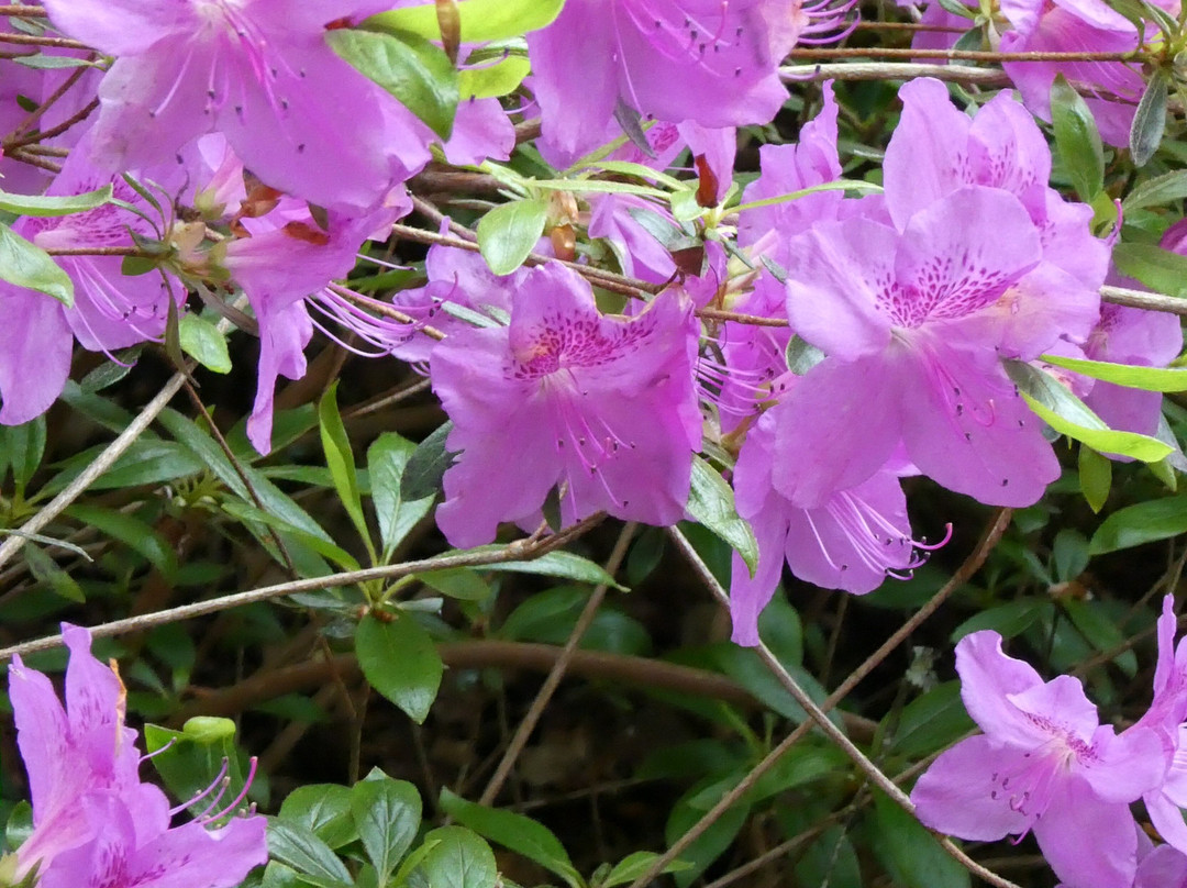 Mount Congreve Gardens-County Waterford必去景点