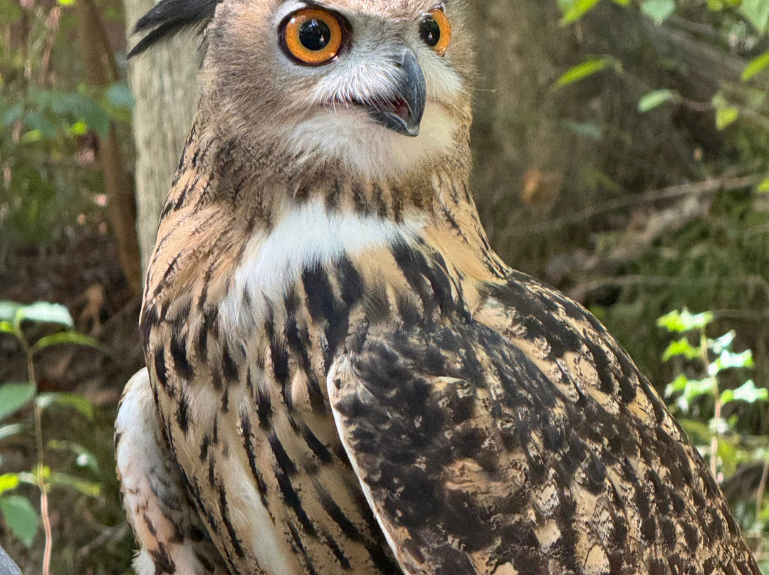 North Georgia Wildlife Park-Cleveland必去景点